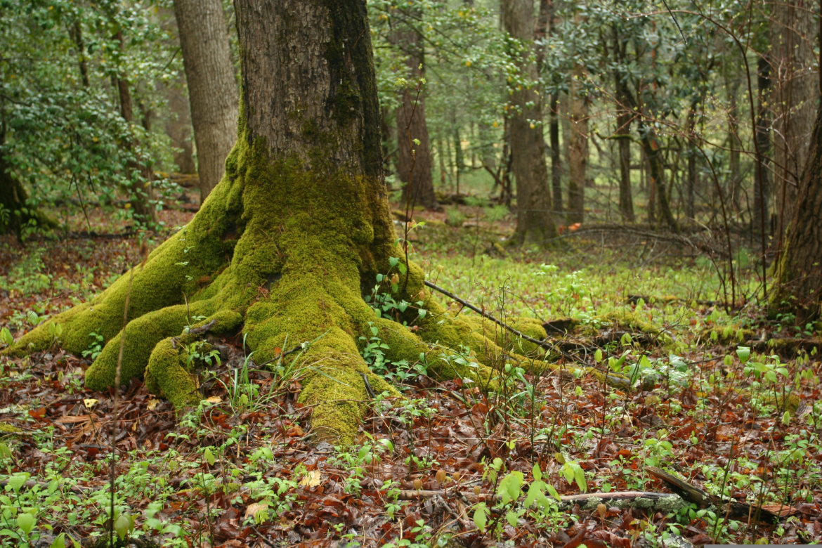 Lebensbaum-lizenzfrei  debwatson-mossy-2199010.png